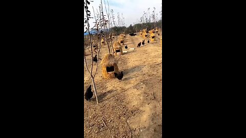 Various Vegetables Harvest