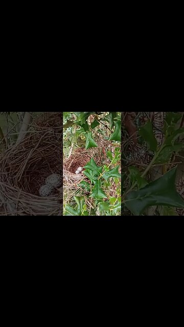 April garden update #gardening