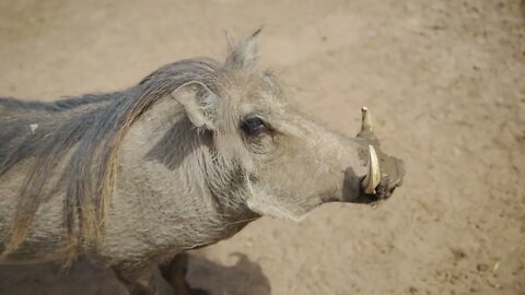 Common Adult Warthog, South Africa Warthog