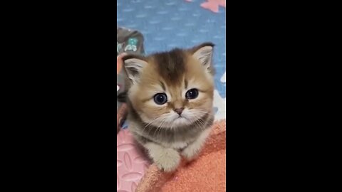 cute kitten