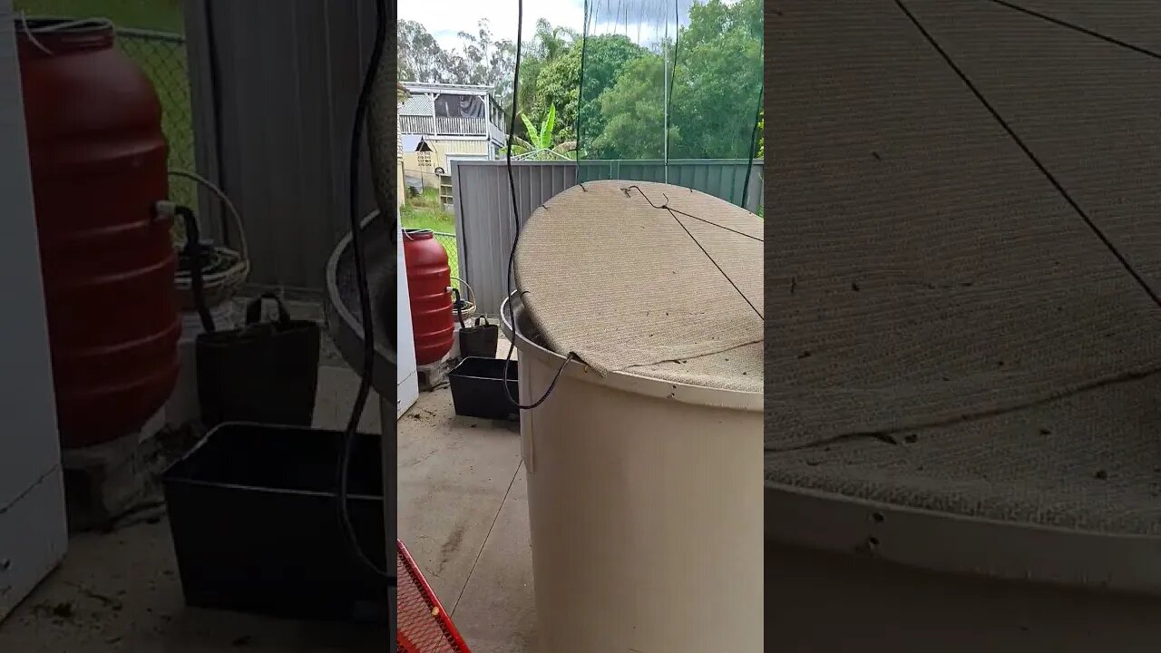 New Driveway & Aquaponics Spud Harvest this weekend. 🐟🥔🥔