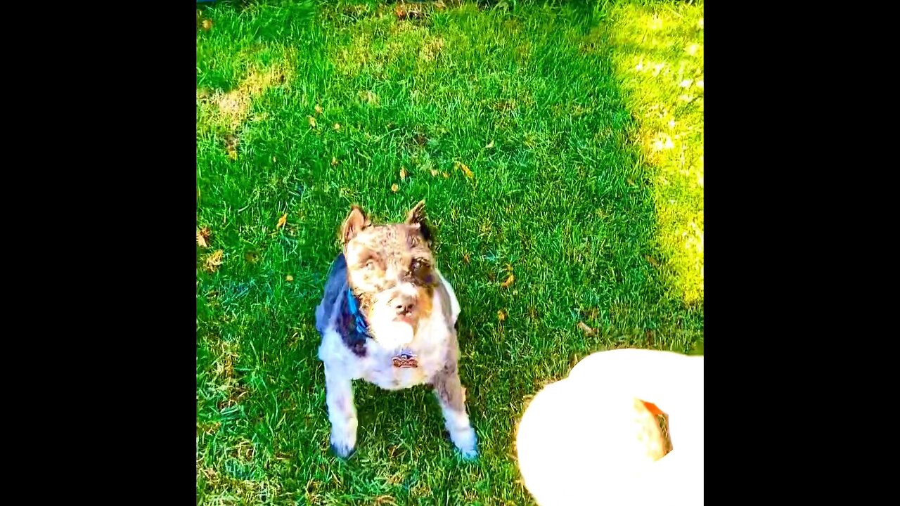 Cute baseball dog going to the World Series!