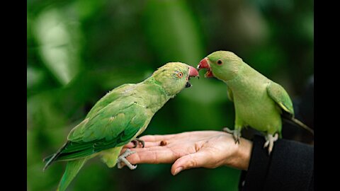 Cute Parrots Videos Compilation cute moment of the animals - Soo Cute!