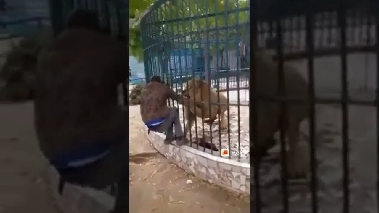 Homem é mordido por Leão em zoológico !!