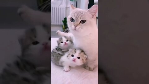funny cat videos | cute cat videos| cute animals funny cats #shorts #shortsfunny #cutecat #funnycat