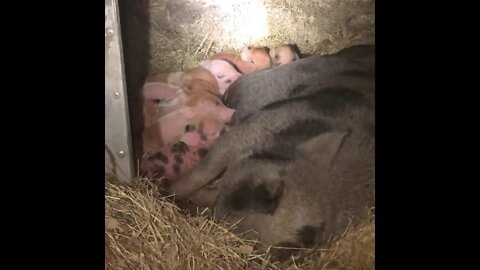 Our Potbelly rescue farrowed Red Wattle mixed piglets