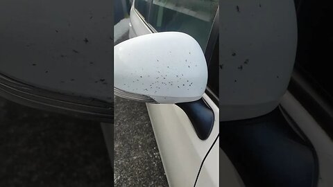 RIP bugs, your sacrifice wasn't in vain, it's been a good trip so far.