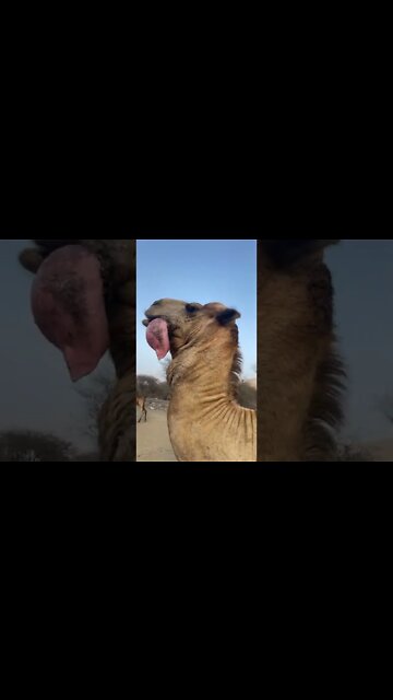 #shorts #2022 funny,prank,funjokes,dad jokes,funny memes,funny video,fun,laughing,funny animal,knock