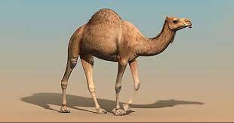 Camel Day (Zoo Tycoon)