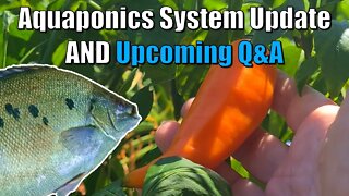 Aquaponics Sweet Potato Update + Upcoming Aquaponics Community Q&A