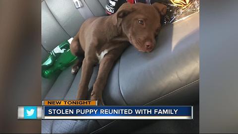 Puppy stolen from woman's car while she waited at a stop light found