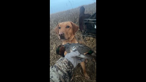 Good retrieve by a good dog