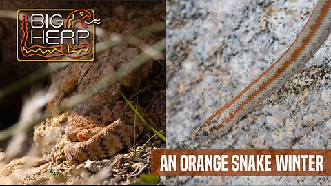 An Orange Snake Winter