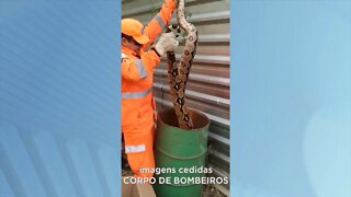 Gov. Valadares: jiboia de três metros é encontrada em tambor e devolvida a natureza