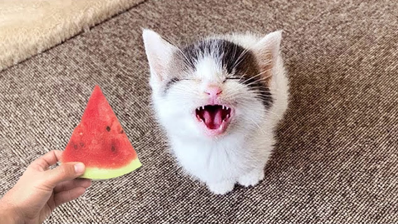 Best Funny Animal Videos Of🤣 The 2023 Funniest Cats And Dogs Videos🙀😍