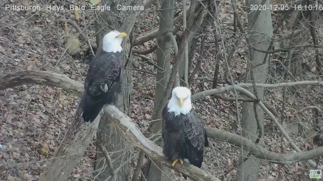 Hays Eagles Dad cast a pellet 2020 12 05 4:11pm
