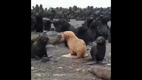 Albino Seal