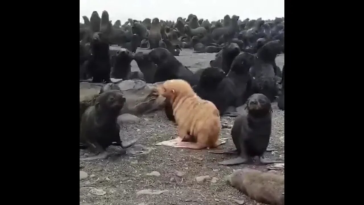 Albino Seal