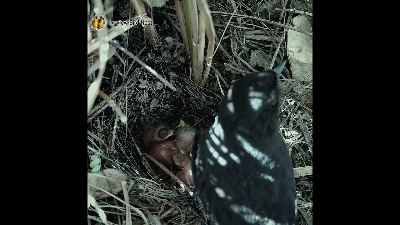 Babies in the nest
