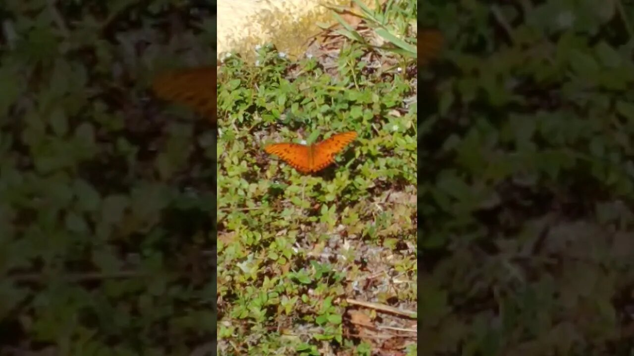 Pretty Monarch Butterfly