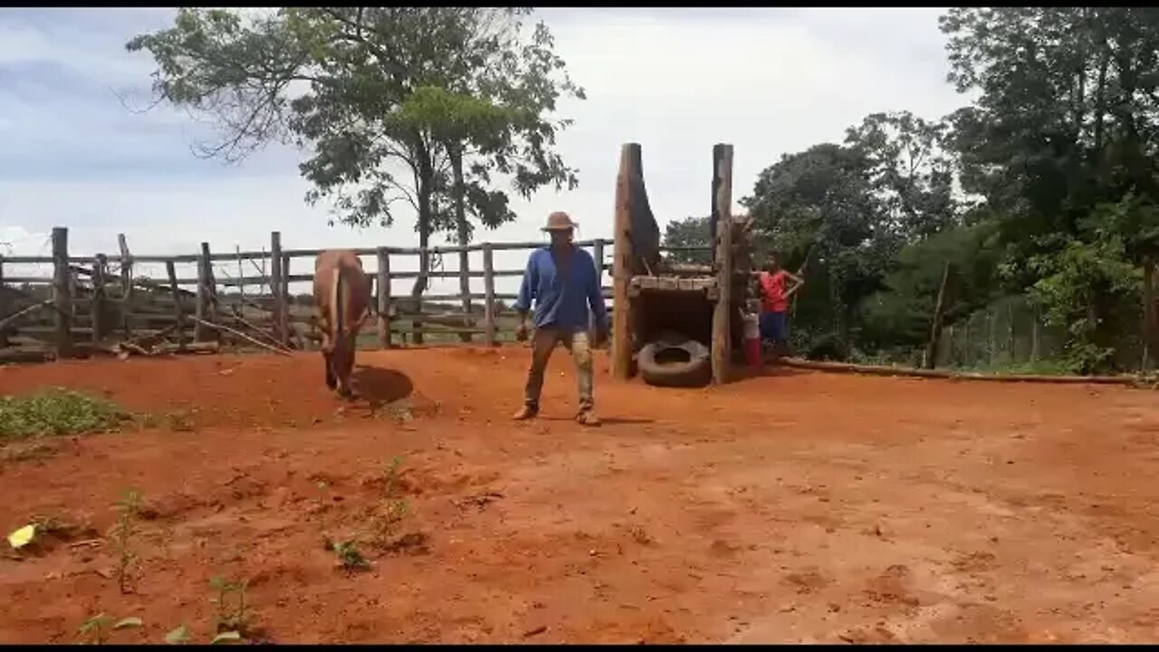 Arte da Neta do Vaqueiro Montada no Burro Dengoso e Vaqueiro PO