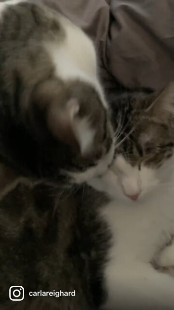 Kylo & Han the Cats -Sibling love