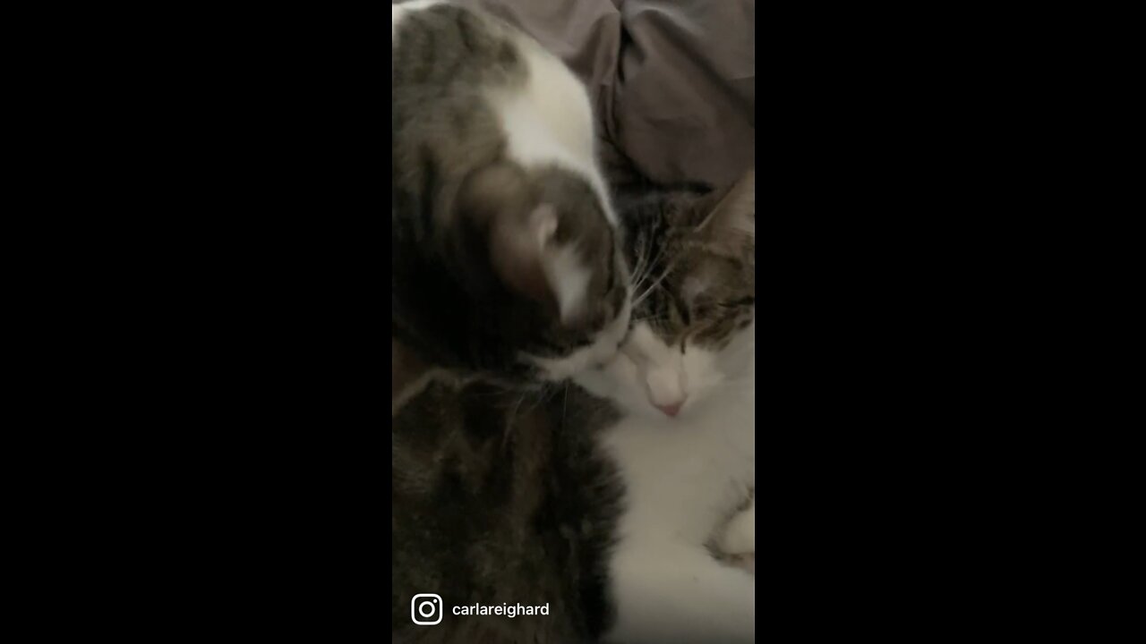 Kylo & Han the Cats -Sibling love