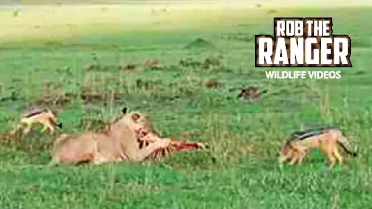 Topi Pride Of Lions With Breakfast , LIVE From Maasai Mara | Zebra Plains
