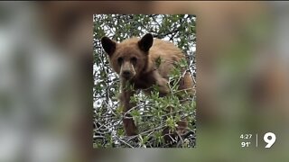 BearWise reports black bear cub "treed" in Sonoita