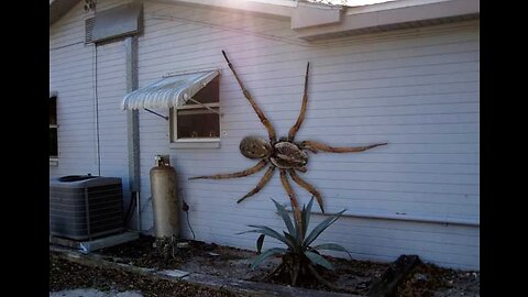 Giant Spider J'ba Fofi Filmed in Mozambique Video