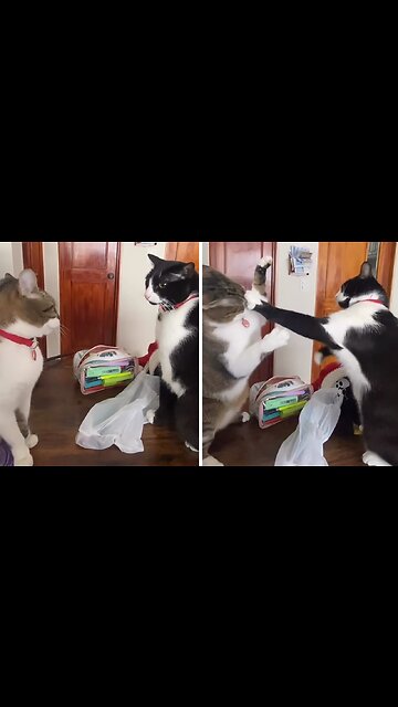 Cats Throw Punches Like Boxers In The Ring