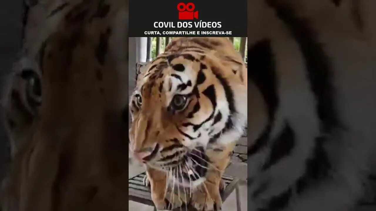 rugido de tigre é assustador