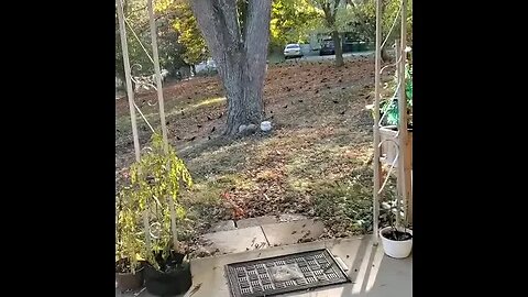 Gutter cleaning birds