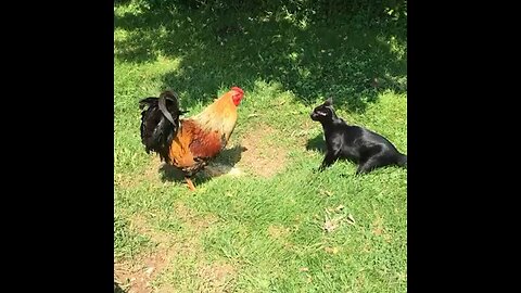 Funny Cat vs Rooster