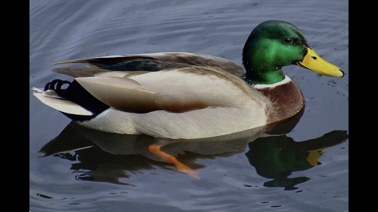 Duck walking and screaming