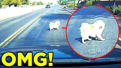 DOG Almost Gets HIT ON DASHCAM!