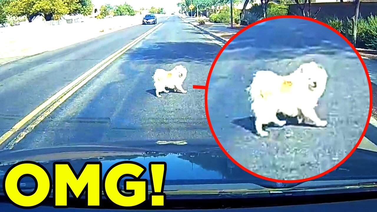 DOG Almost Gets HIT ON DASHCAM!