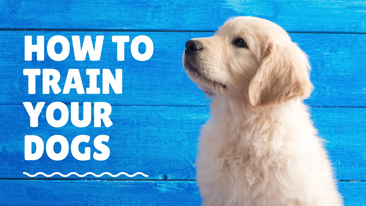 HOW TO STOP YOUR DOGS FROM PULLING THE LEASH