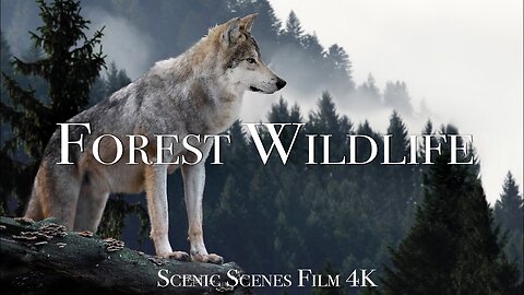 Forest wild life in 4k satisfying nature and animals