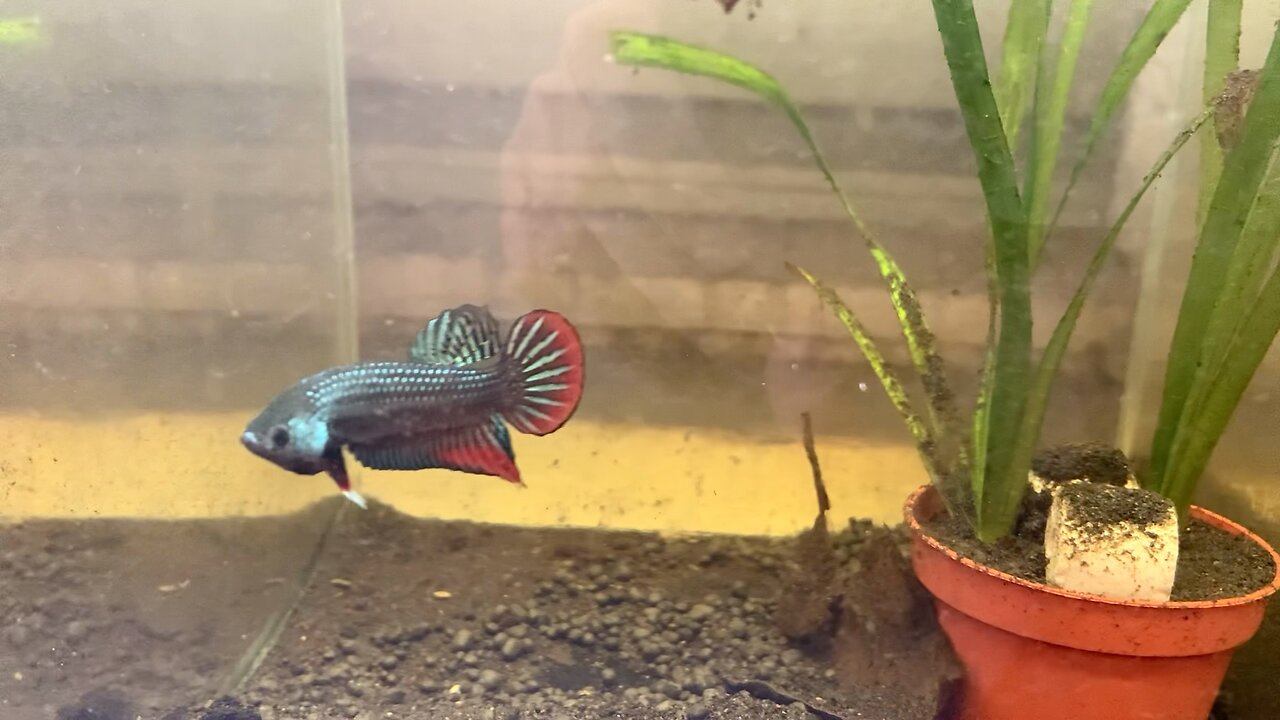 My Betta Imbellis