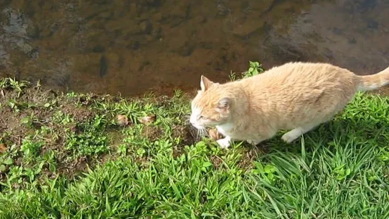 Tigger at the creek