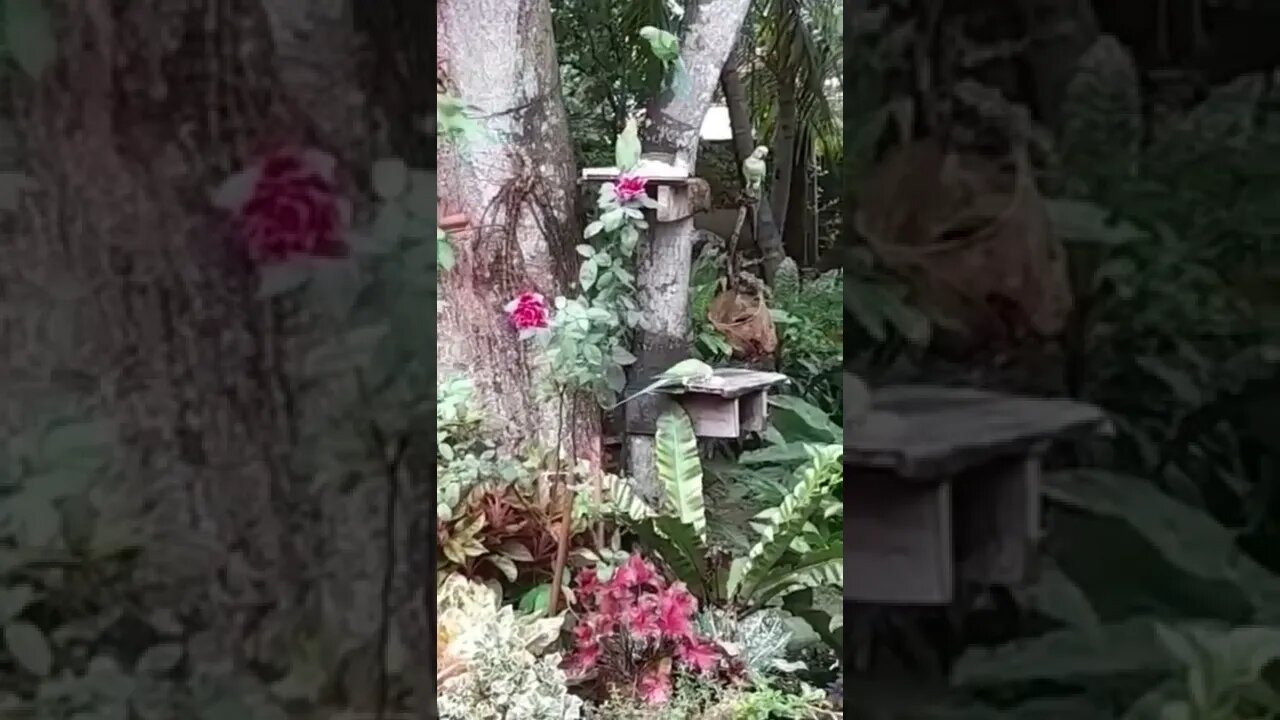 parrots at play#parrots#srilanka #shorts