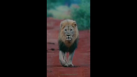 lion funny video