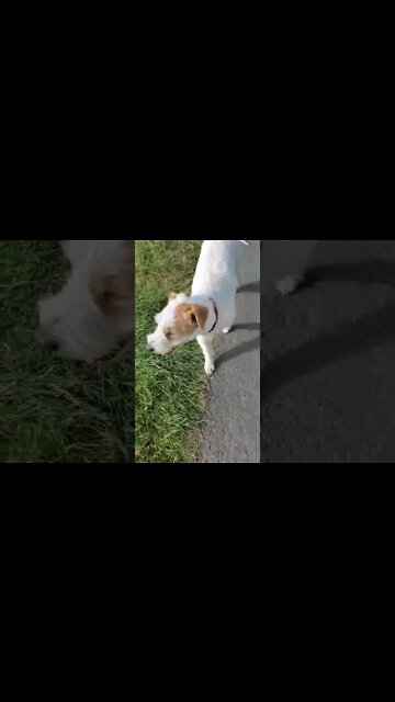 perfect off leash heel