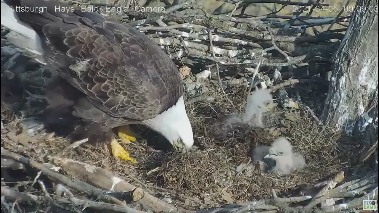 Hays Eagles H13 H14 H15 "Let's get away from him Dad's throwing grass on us'! 2021 04 05 9:08AM