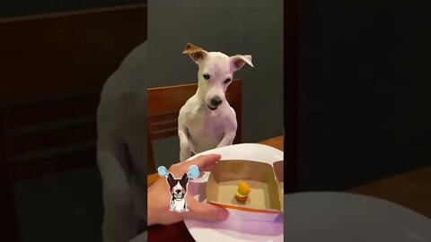 Dog loses his cool
