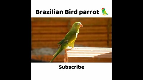 Brazilian Bird parrot / Bird parrot / Relaxing music / Relaxing Clips 2 #viralshorts #relaxing