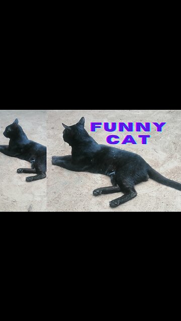 Black cat |kitten |funny animals |#cat |#Shorts