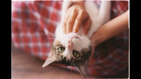 10 Reasons Why Cats Make Great Pets (in description📍)