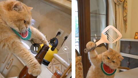 The cat who knows Kung Fu will tech you how make cary fish.